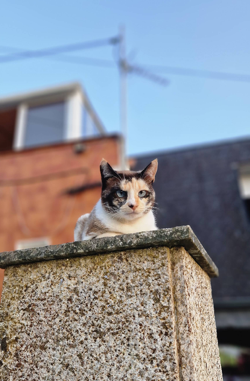 Friendly cat at the albergue